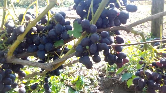 виноград Наташа 2022р.Висока Піч Житомирщина як є. смотреть онлайн