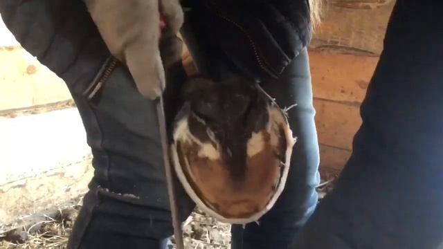 Жизнь с конями на даче. К нам в гости приехала Маша смотреть онлайн