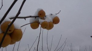 Азиатские груши в снегу / Сорта КОКОСУИ И ОЛИМПИК