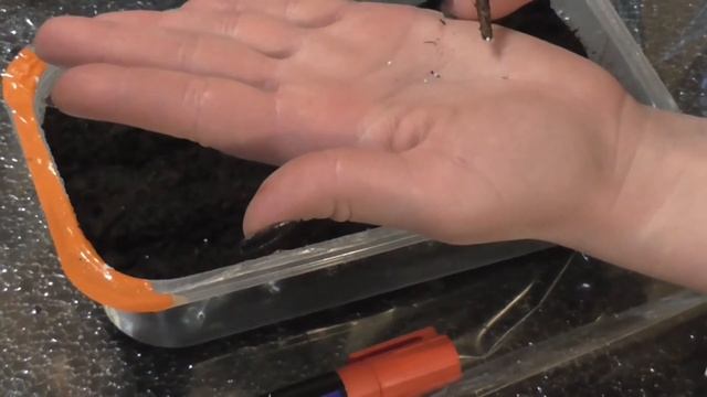 Посадка петунии