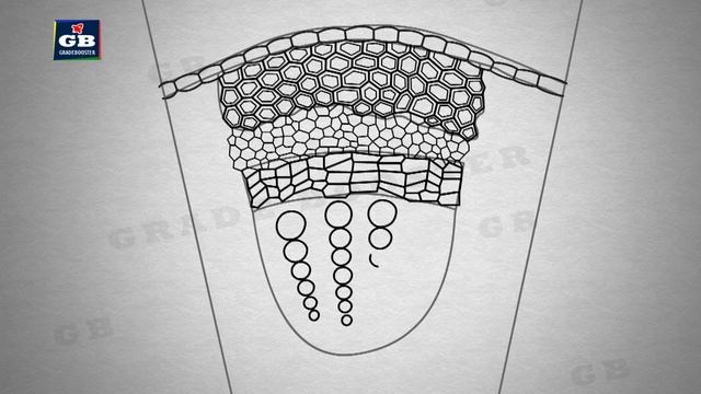 How to draw #cross section of stem in easy steps :Tissues: ncert class 9 biology :CBSE Science смотреть онлайн