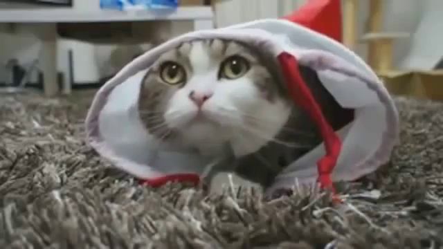 Смешные кошки 2013. смотреть онлайн