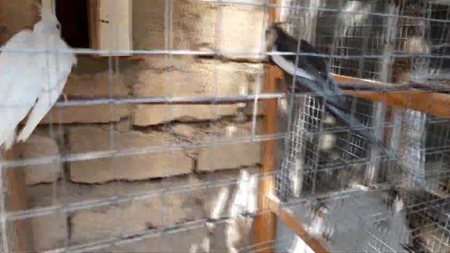 эта запись спровоцирует попугаев корелла - нимфа к размножению 2 смотреть онлайн