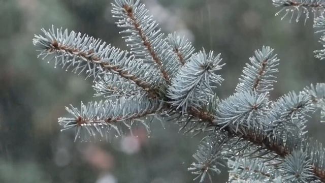 История новогодней елки ??? Как хвойная красотка оказалась в наших домах на праздники ??✨ смотреть онлайн