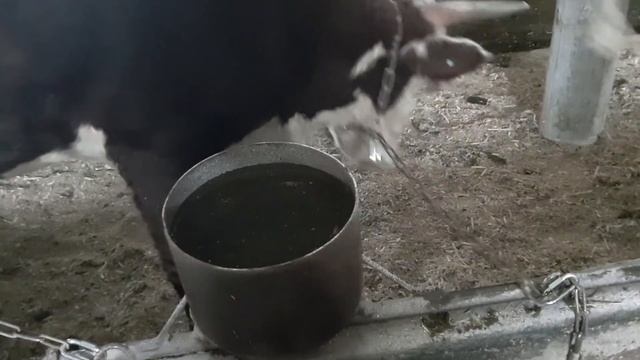 Ставим быков на цепь | Октябрь 2020 смотреть онлайн