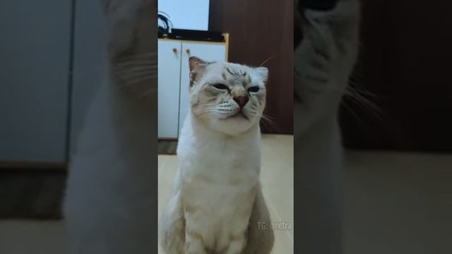 Кошачий хоррор??? #хоррор #кошки #ужасы #искуство #боль #всечетко #я смотреть онлайн