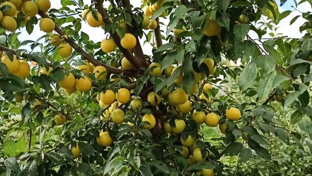 Алыча Царская  - Один из лучших сортов алычи с ароматом дыни!