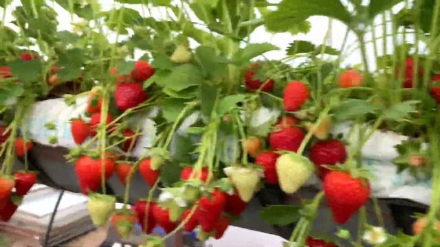 Ягоди Сорт Вибрант във фаза на плододаване част 1- Vibrant strawberries at the fruiting stage-part смотреть онлайн