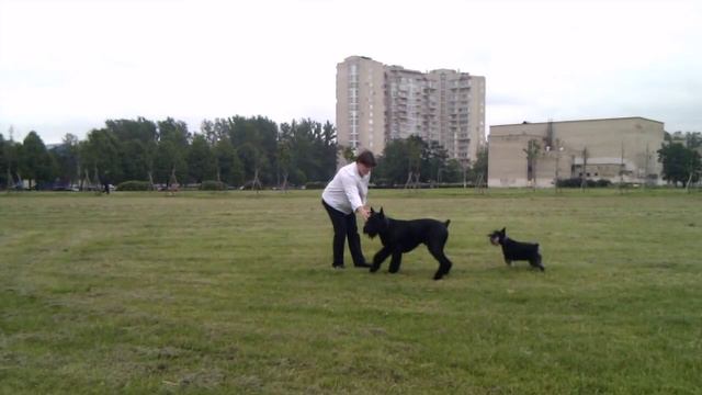Робин смотреть онлайн