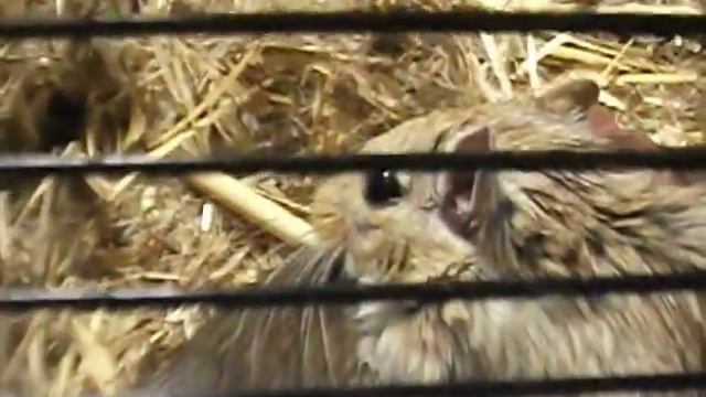 Крыса и песчанка смотреть онлайн