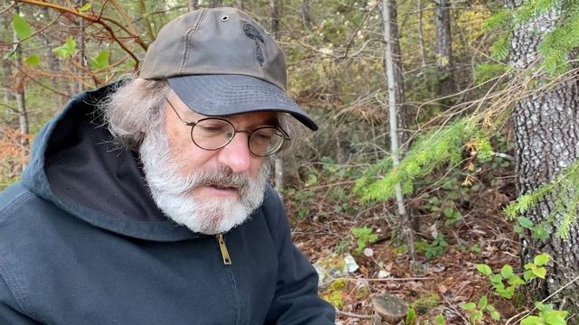 Mycena alcalina and Mycena leptocephala are very similar смотреть онлайн