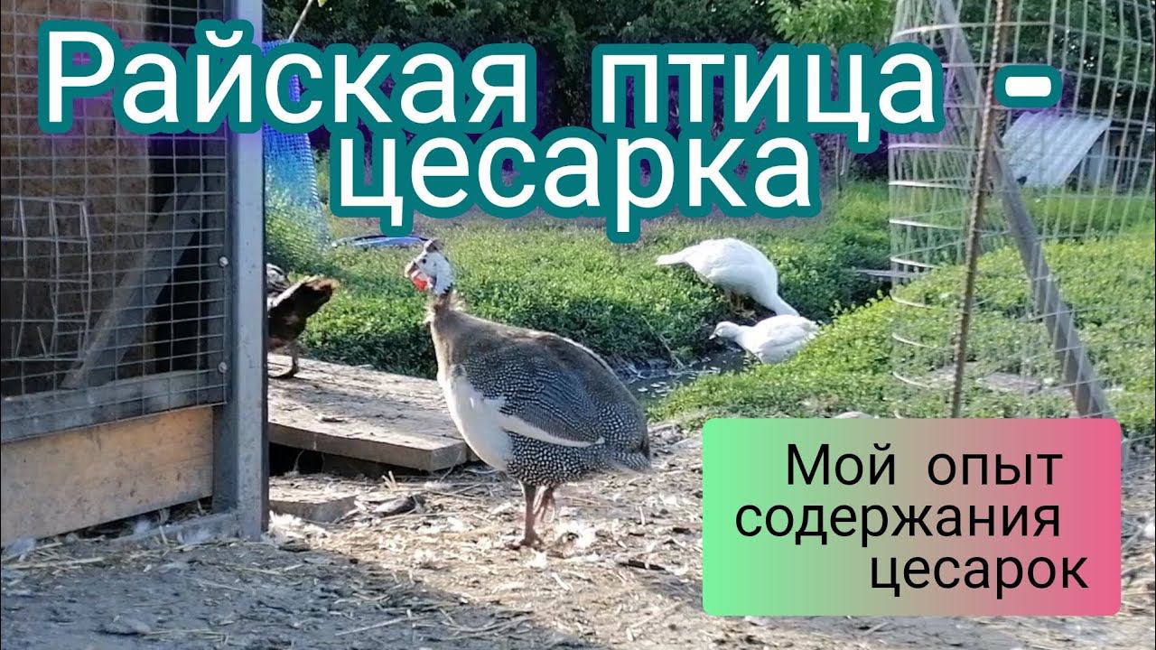 Цесарка - райская птица. Вы просили о цесарках. смотреть онлайн