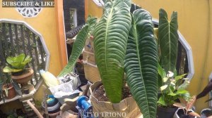 ANTHURIUM VEITCHII || HARGA MENCAPAI PULUHAN JUTA