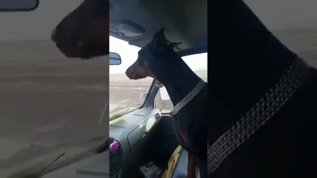 Реакция на мусаров быстро срабатывает у добермана 😂 смотреть онлайн