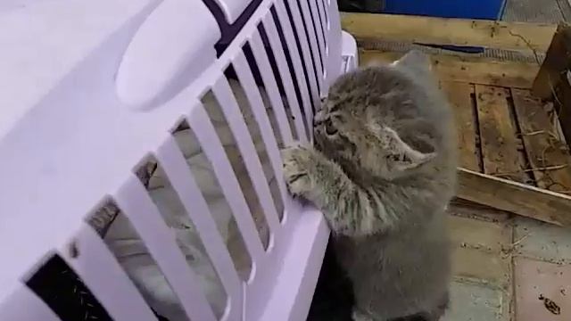 Отдаю котят шотландской вислоухой Харьков Дергачи смотреть онлайн