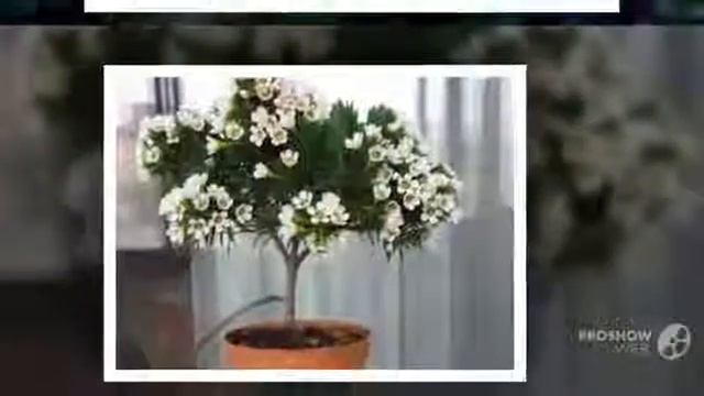 Мирт комнатный (Myrtus flower) смотреть онлайн