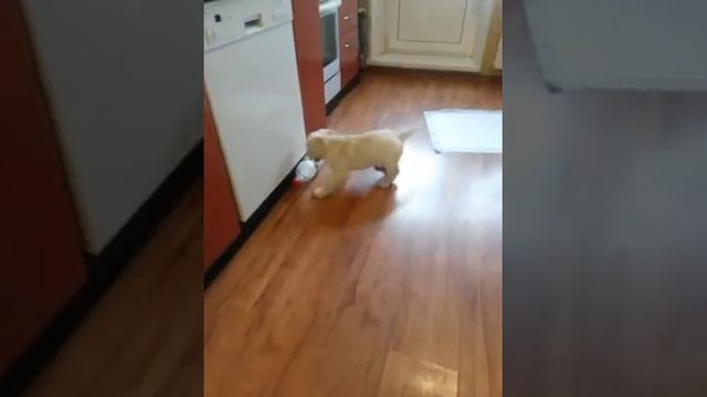 Щенок лабрадора 2 месяца смотреть онлайн