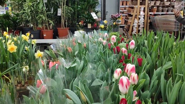 07.03.22.ОРХИДЕИ к 8 марта в Оби Парнас?самый бедный завоз ... печалка.. смотреть онлайн