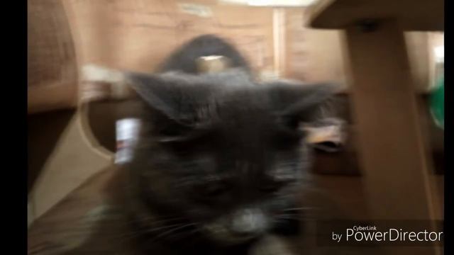 Жизнь животных 4 смотреть онлайн