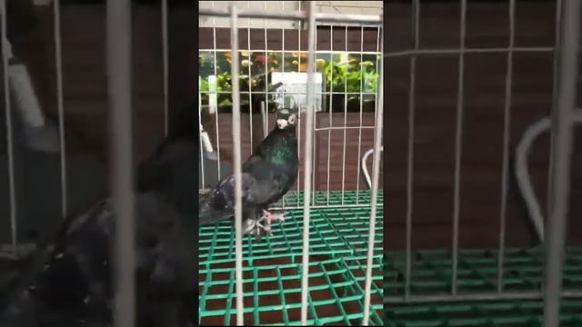 НОСОЧУБЫЕ. ДВУХЧУБЫЕ. ЧУБАТЫЕ. Узбекские голуби смотреть онлайн