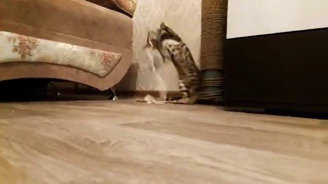 Бенгальский котенок смотреть онлайн