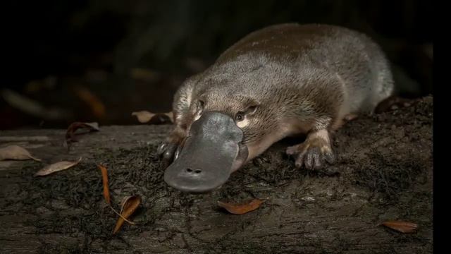 Утконос_детский стих смотреть онлайн