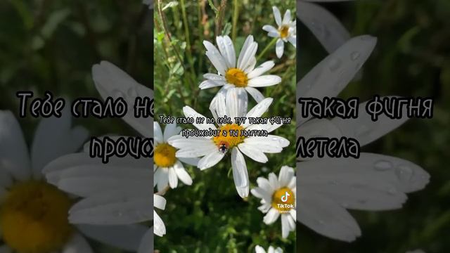 Фф Т/и и Драко " Охота на любовь " 14 часть смотреть онлайн