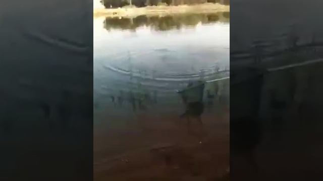 карп 11 кг смотреть онлайн