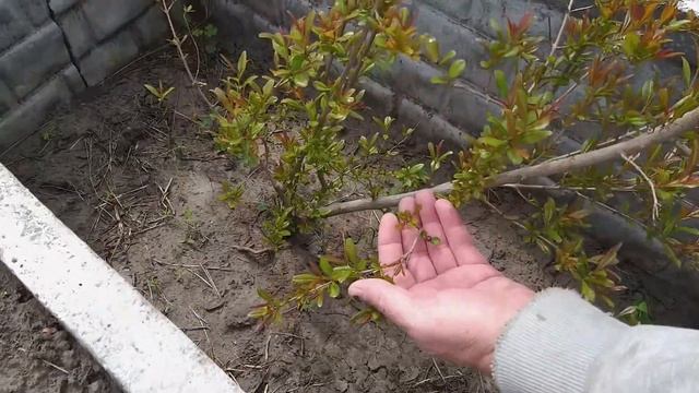 Нужны ли вам экзоты на участке ? смотреть онлайн