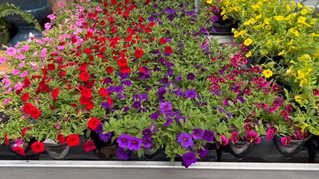 Touring Garden Centers Looking For Replacement Boxwoods | Antique & Garden Showcase