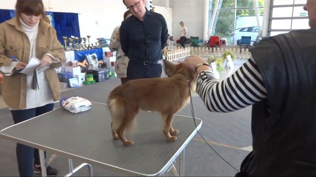 Монопородная выставка русских тоев 2.10.2022 г.Владимир смотреть онлайн