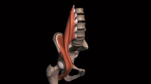 МЫШЦЫ БЕДРА (СГИБАТЕЛИ БЕДРА) | АНАТОМИЯ ЧЕЛОВЕКА