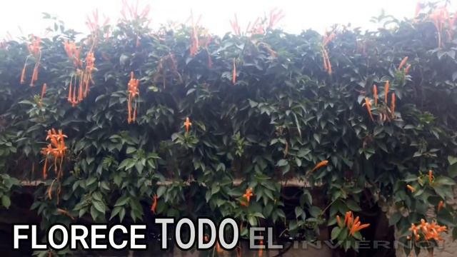 4 PLANTAS Para Taparte De Tus VECINOS! CERCOS VIVOS De Rápido CRECIMIENTO!! смотреть онлайн