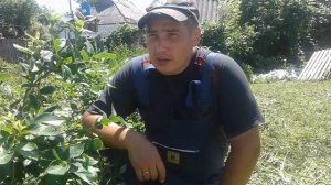 Дюк шикарный сорт голубики!