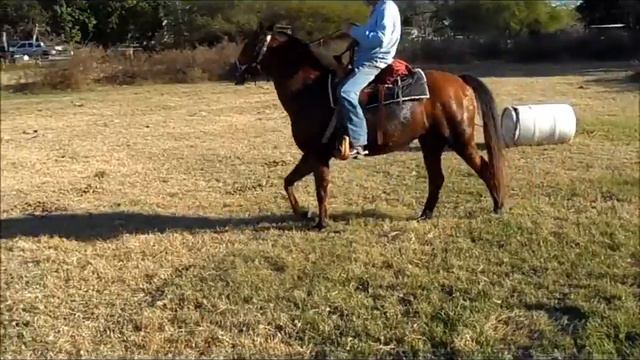 Petunia Quarter Horse смотреть онлайн