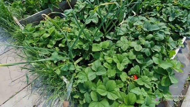 100. Дача 4 сотки. Подкормка томатов. Утки муларды..mp4 смотреть онлайн