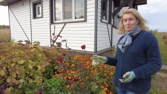 Никогда не укрываю розы на зиму. Кто решится повторить мой эксперимент?! смотреть онлайн
