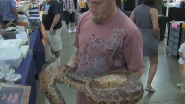 A Gigantic Blood Python at Repticon Tampa смотреть онлайн