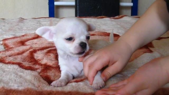 Орхидея-Бусинка 2. девочка чихуахуа мелкий стандарт.Продажа.март 2014 смотреть онлайн