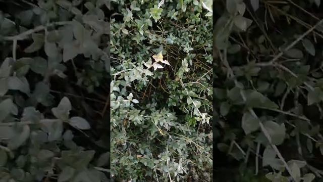 Malgadın , Balkadın, Ebişke, Pırnal melkisi, Sıralıca, Tohumluca, Devetabanı avı @kamuranarslan смотреть онлайн