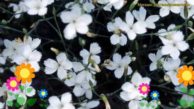 Гвоздика травянка Белая. Краткий обзор, описание характеристик dianthus deltoides White смотреть онлайн