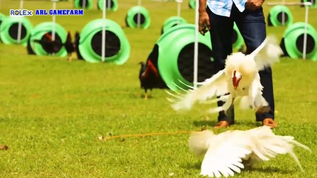 UNO-Recoletos Partner Gamefowl Farm - ARL Farm смотреть онлайн