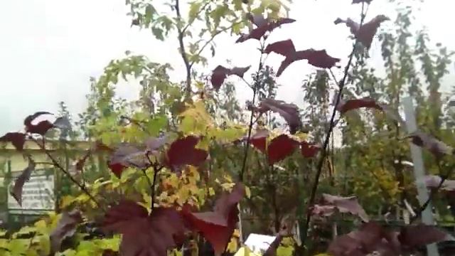 Что я купила в садовой центре "Аллея" этой осенью смотреть онлайн