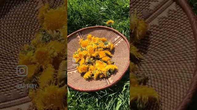 Dandelion Hydrolat 🧡 Гидролат одуванчика