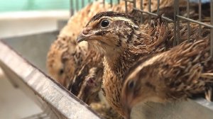 Как разводят перепелов