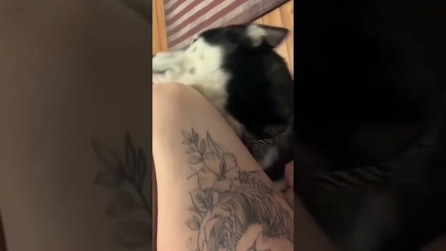 I am Fully convinced huskies are preteen humans ? - subscribe for more cute video ❤️ смотреть онлайн