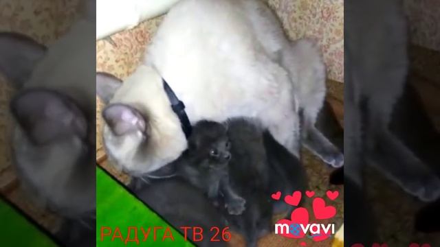 Кошка котята НАША САНТА СТАЛА МАМОЙ смотреть онлайн