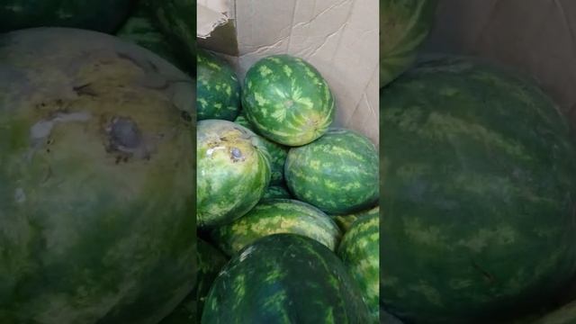 ГОРОХОВЫЙ АРБУЗ В ПЯТЕРОЧКЕ