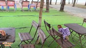 Monkey KaKa with family picnic at the beach looks so happy
