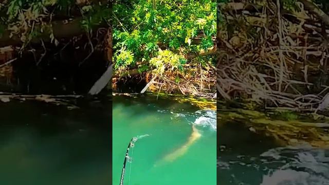 Fishing z man chatterbait @Fishing power terraria @Fishing zones wow classic @Fishing 6 mile creek смотреть онлайн